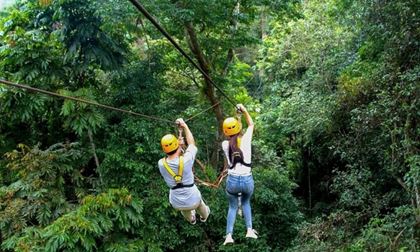 Du khách Mỹ chết ở Lào: Bị ong bắp cày khổng lồ đốt hơn 100 nhát